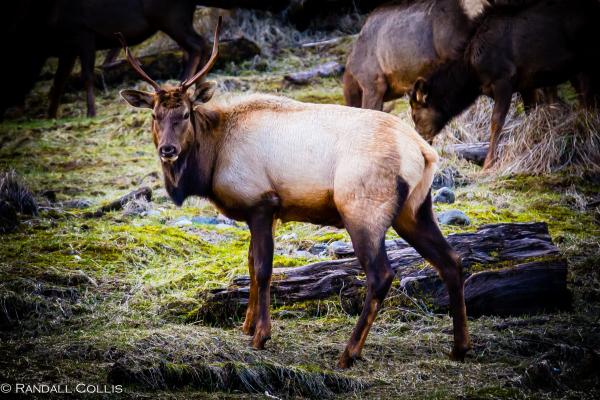 Skokomish Wilderness Olympic National Forest Roosevelt Elk -3
