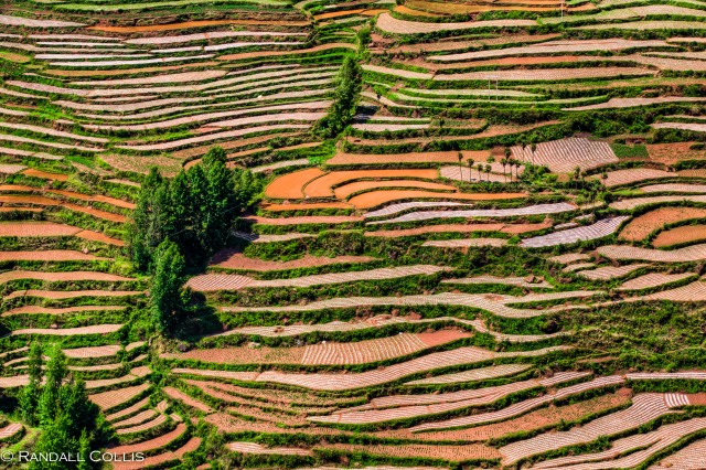 Yunnan Red Soil Positive Envy-3